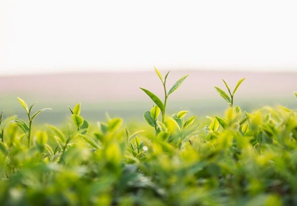 Magic of millets: Transforming agriculture – Opinion News