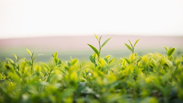 Magic of millets: Transforming agriculture – Opinion News
